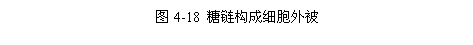 文本框: 图4-18 糖链构成细胞外被