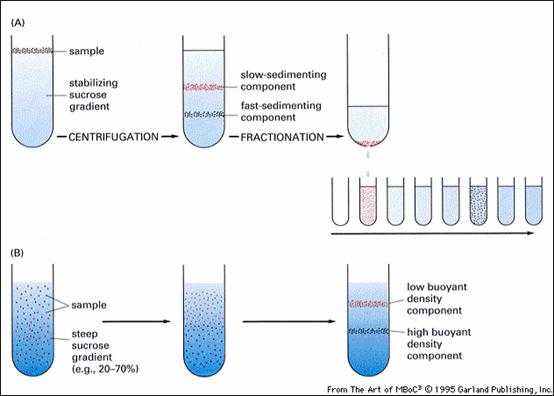 velocity sedimentation